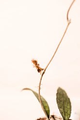 Hoya clemensiorum